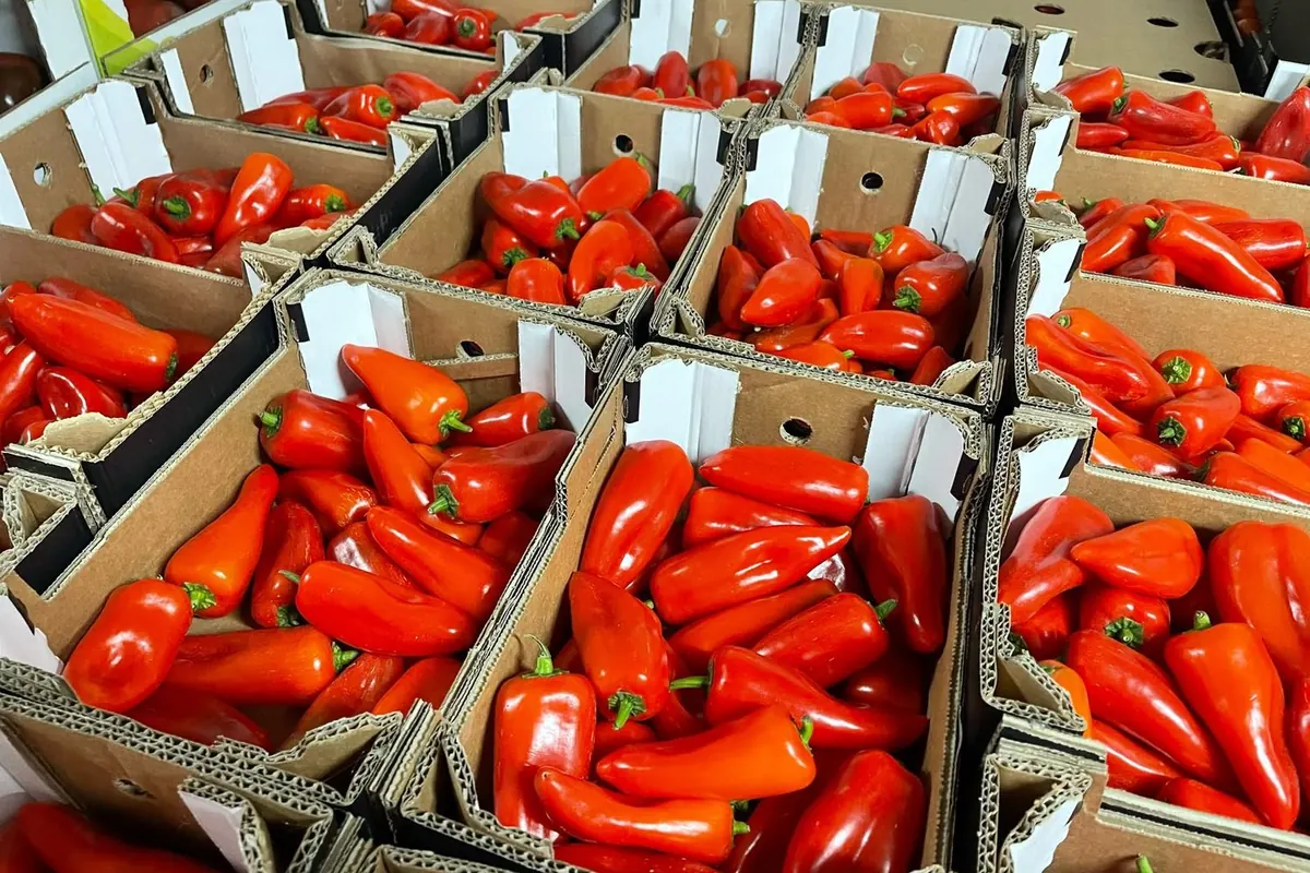 Poivrons rouges — Prêts pour l'expédition