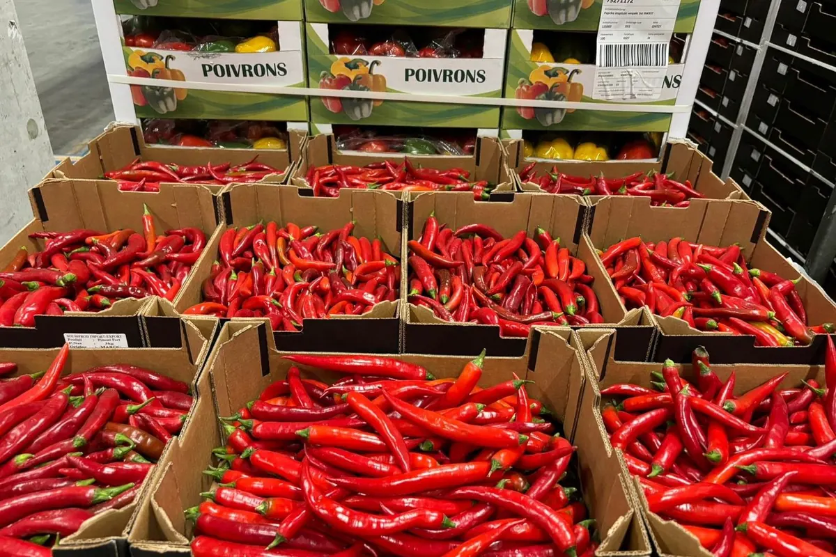 Piments forts — Cartons étiquetés, origine Maroc