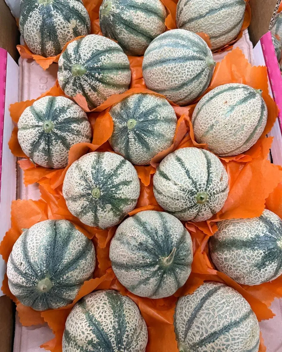 Melons charentais en carton