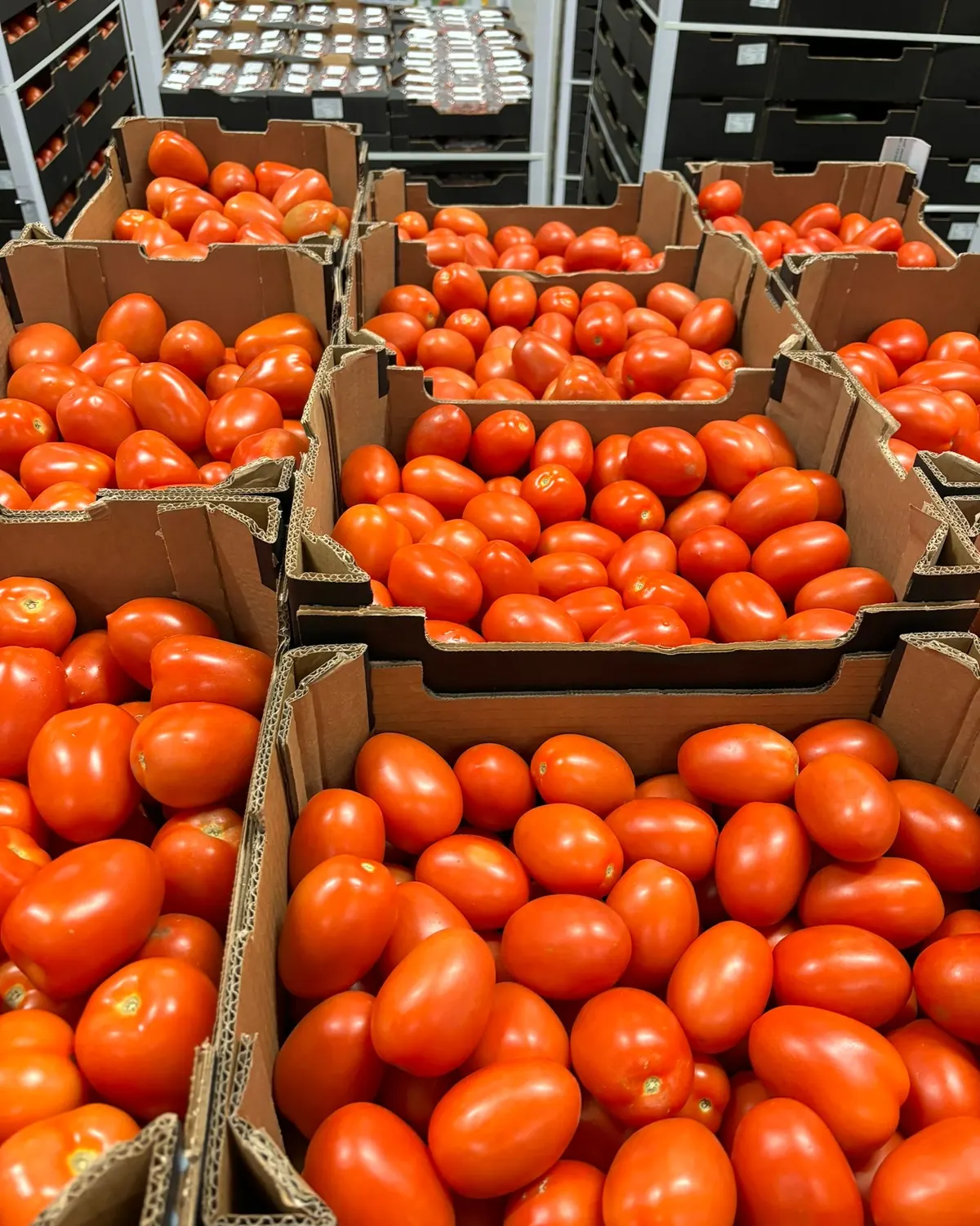 Tomates allongées en cartons export