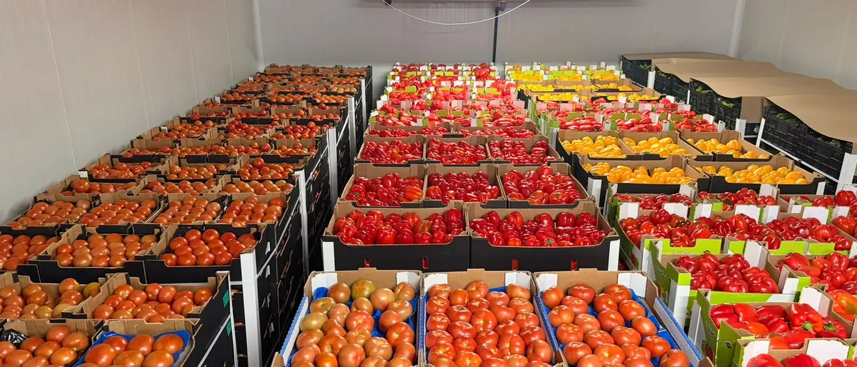 Chambre froide Soussprod : tomates, poivrons et piments en caisses